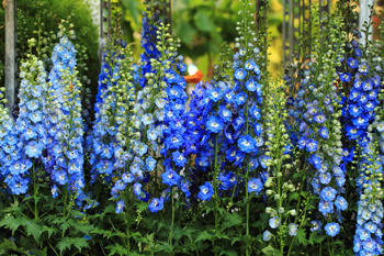 July Flower of the Month - Larkspur